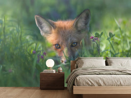 photo-wallpaper-red-fox-xuf