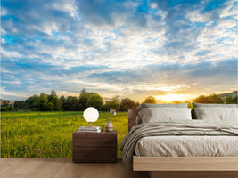 photo-wallpaper-summer-meadow-at-sundown-with-sunbeams-over-the-treeline