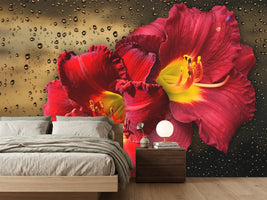 photo-wallpaper-lily-flowers-with-water-drops