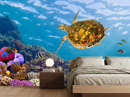 photo-wallpaper-the-turtle