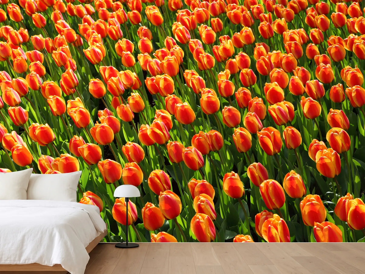 photo-wallpaper-tulip-field-in-orange