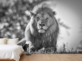 photo-wallpaper-monochromatic-lion-king-x