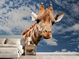 photo-wallpaper-attention-giraffe