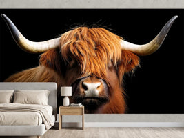 photo-wallpaper-highland-cow-with-sweeping-horns-against-deep-black