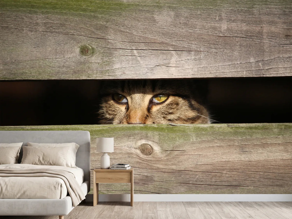 photo-wallpaper-cat-in-hiding
