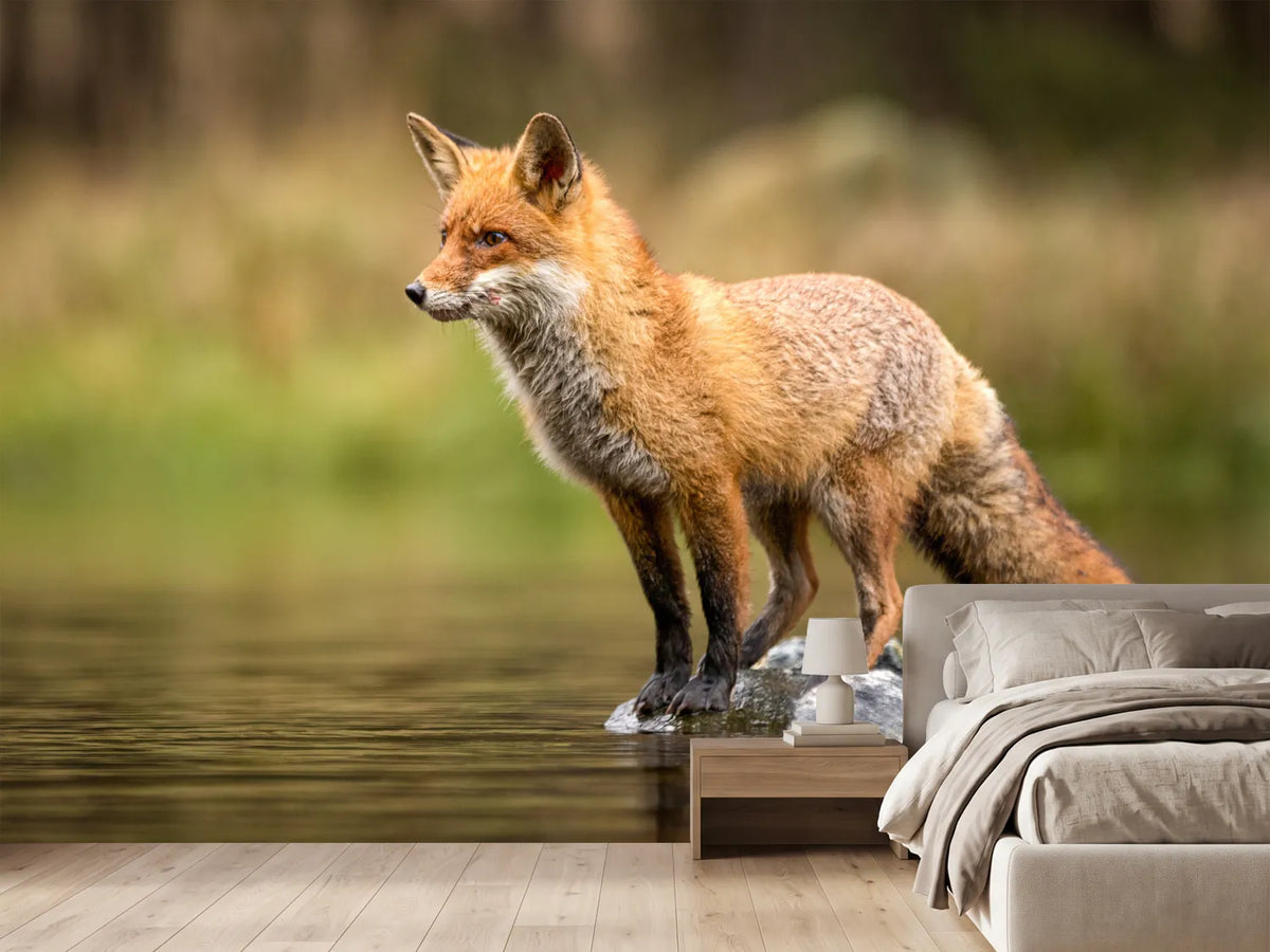photo-wallpaper-red-fox-on-a-stone-in-shallow-water-alert-gaze