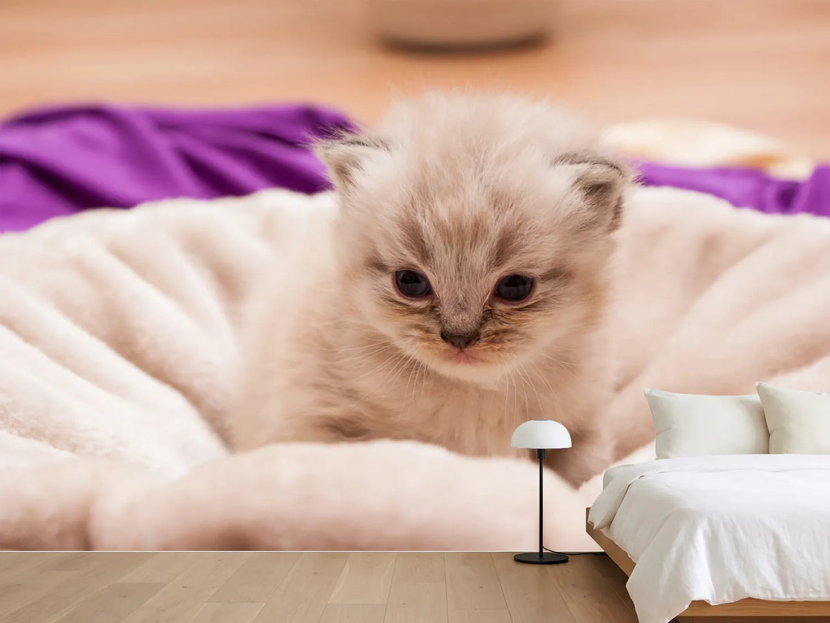 photo-wallpaper-kitten-to-fall-in-love