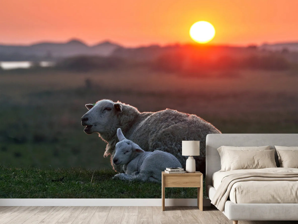 photo-wallpaper-sleep-well-sheep-x