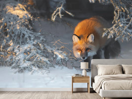 photo-wallpaper-red-fox-xxr