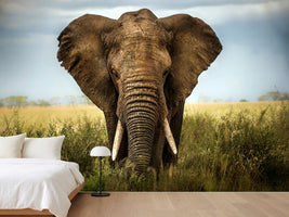 photo-wallpaper-encounters-in-serengeti-x