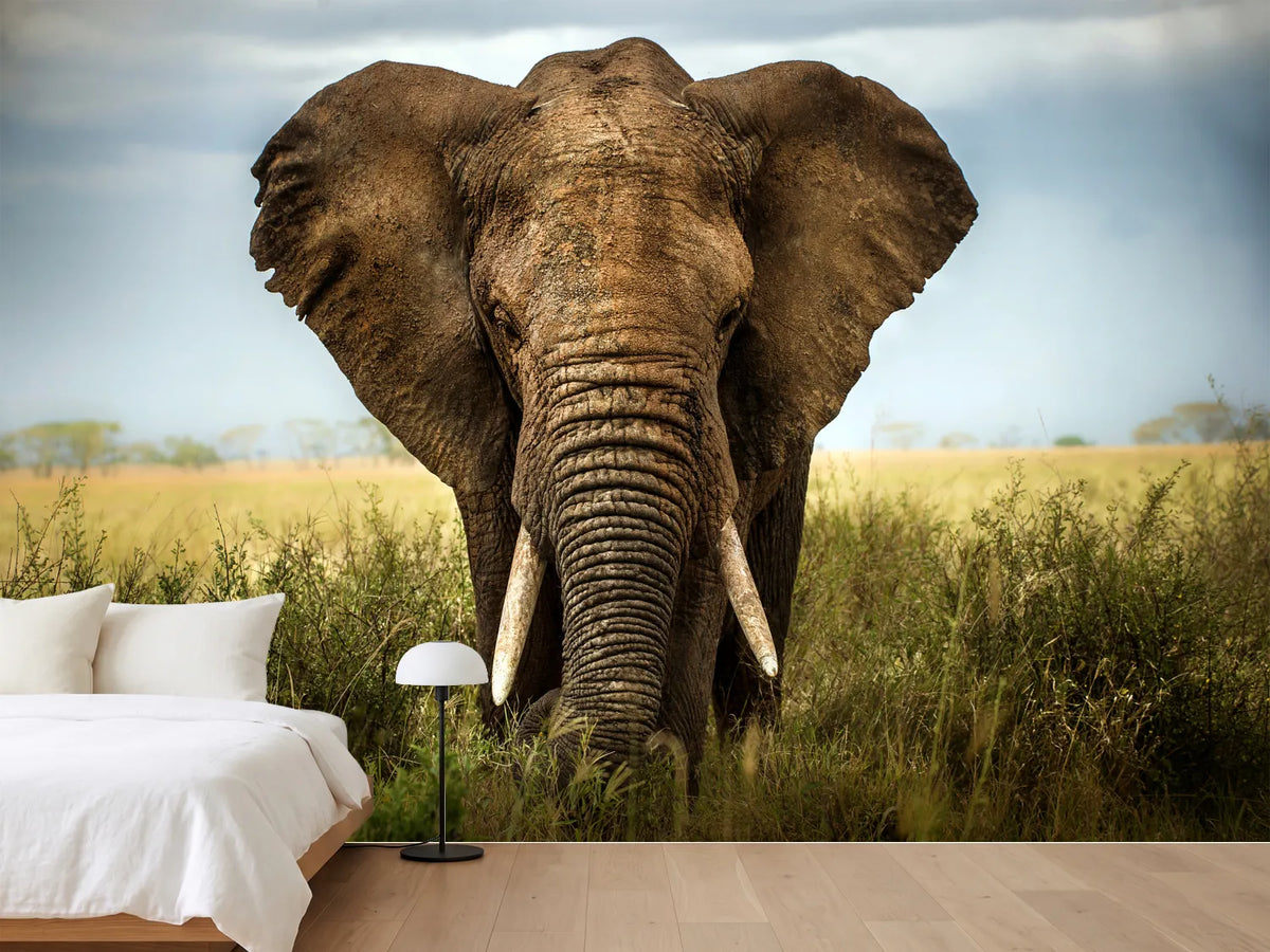 photo-wallpaper-encounters-in-serengeti-x