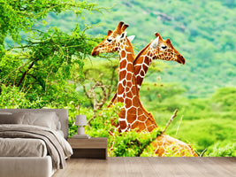 photo-wallpaper-giraffes-love