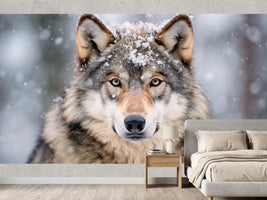 photo-wallpaper-a-wolf-portrait-at-snow-day
