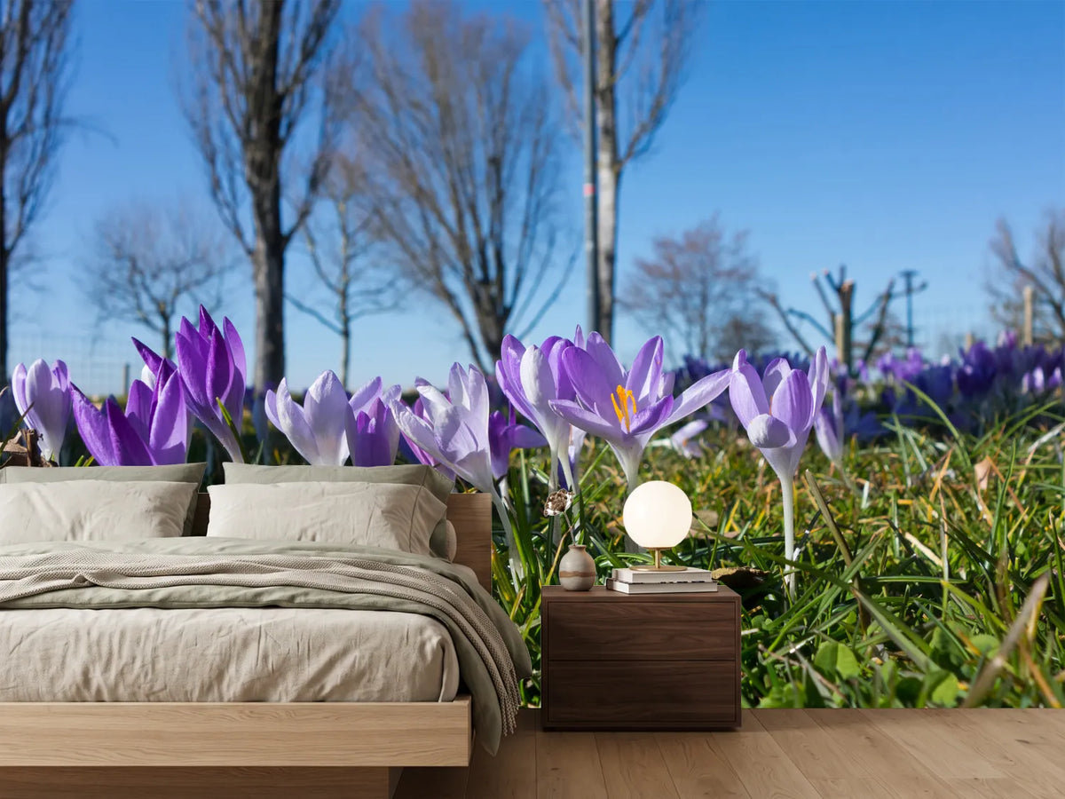 photo-wallpaper-purple-crocus-in-nature