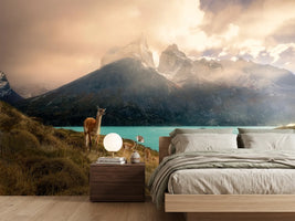 photo-wallpaper-patagonia-guanaco-peaks