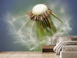photo-wallpaper-dandelion-close-up