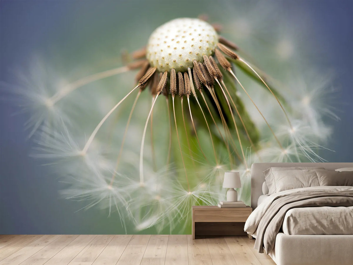 photo-wallpaper-dandelion-close-up