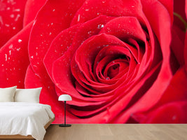 photo-wallpaper-red-rose-in-morning-dew