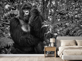 photo-wallpaper-kwitonda-silverback