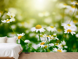 photo-wallpaper-the-daisy
