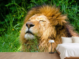 photo-wallpaper-sleeping-lion