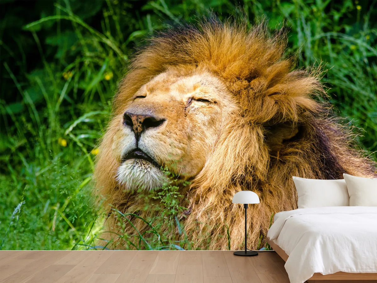 photo-wallpaper-sleeping-lion