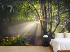 photo-wallpaper-the-morning-light-x