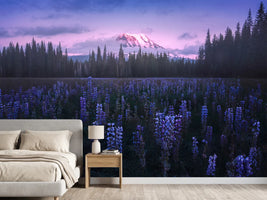 photo-wallpaper-adam-s-lupine-x