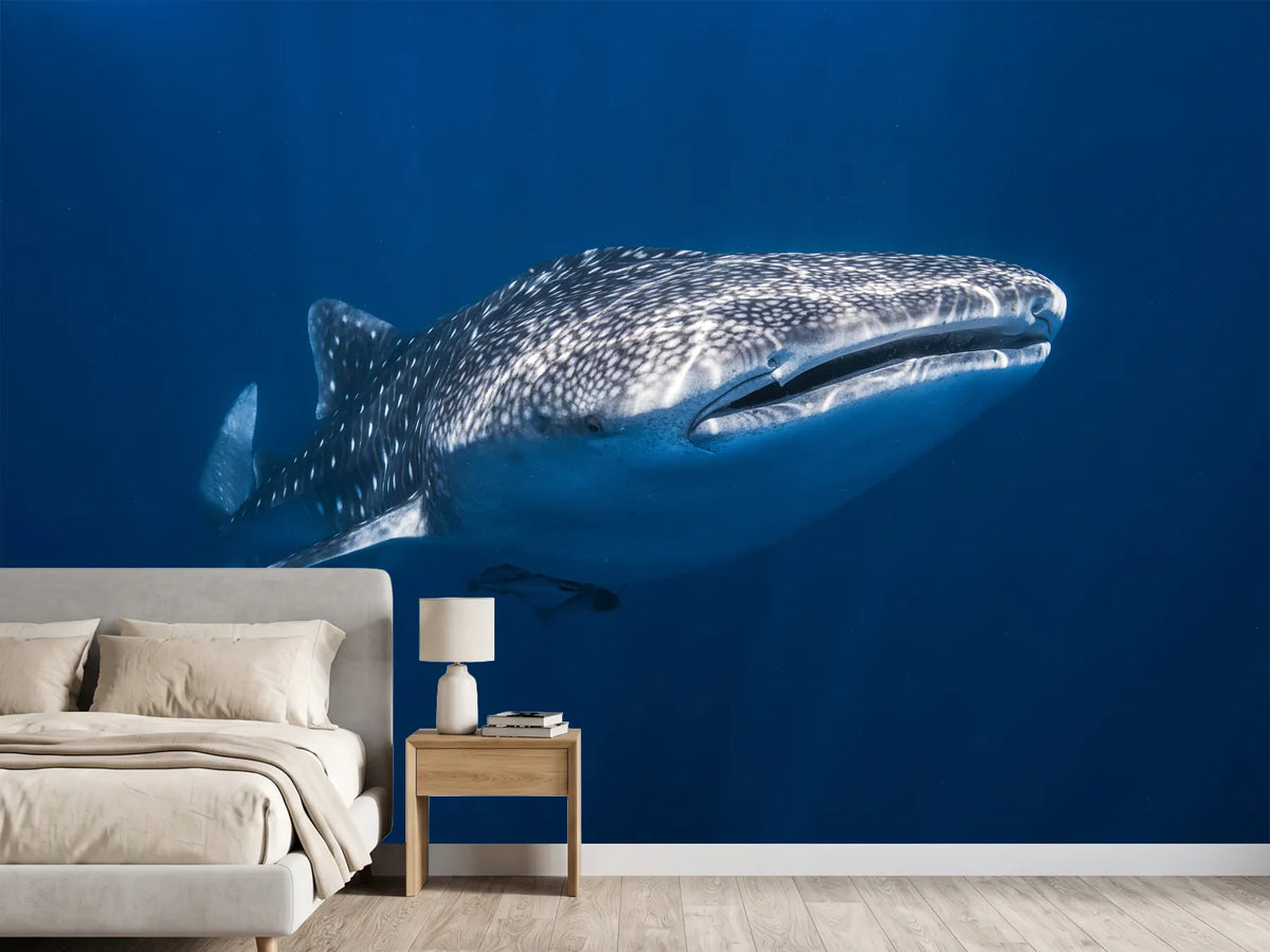 photo-wallpaper-whale-shark