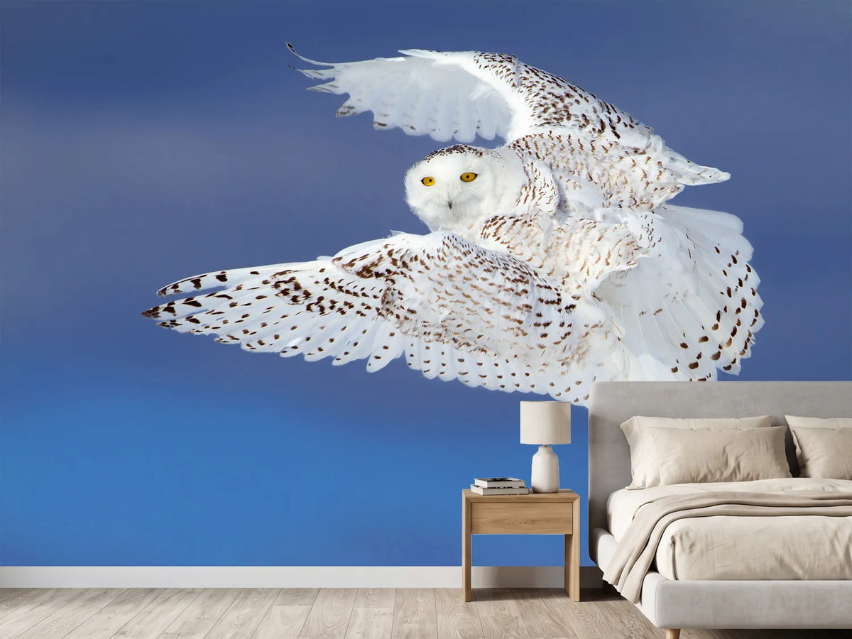 photo-wallpaper-flight-of-the-snowy-snowy-owl