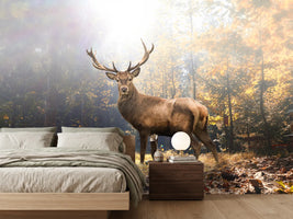 photo-wallpaper-proud-stag-in-the-autumn-forest