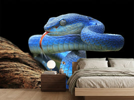 photo-wallpaper-blue-viper-snake-closeup-face-2