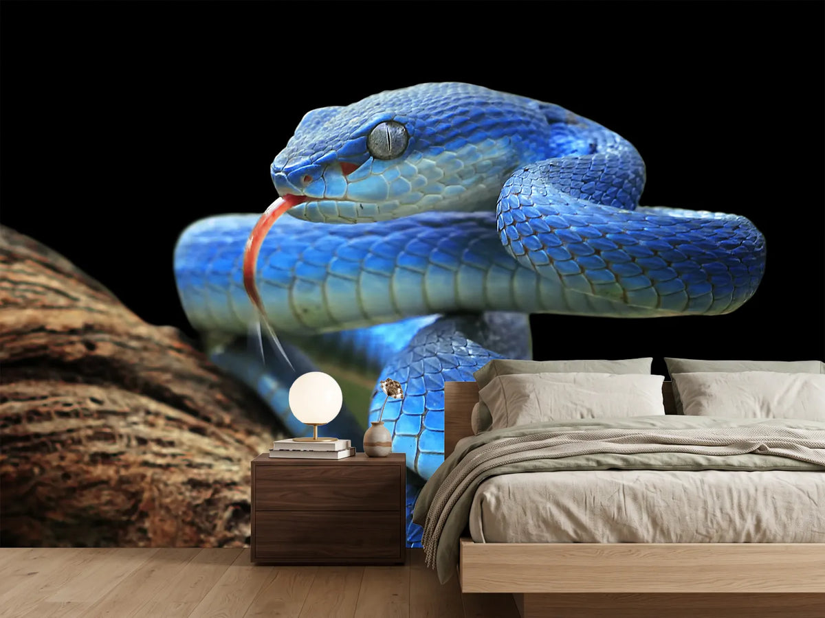 photo-wallpaper-blue-viper-snake-closeup-face-2