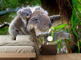 photo-wallpaper-mom-and-baby-koala