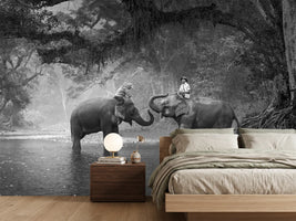 photo-wallpaper-two-elephants