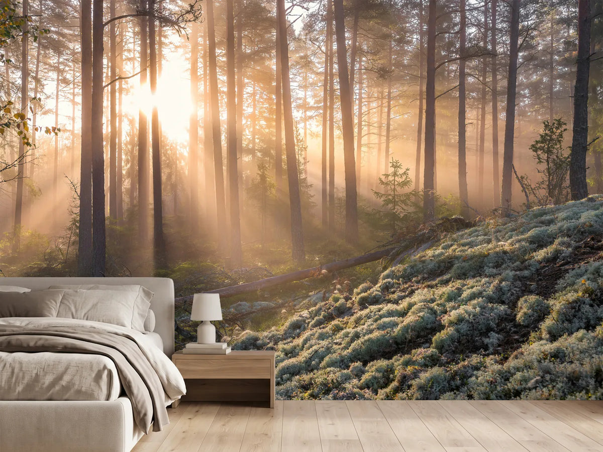 photo-wallpaper-foggy-morning-in-the-forest