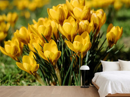 photo-wallpaper-crocuses-in-spring