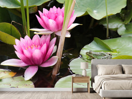photo-wallpaper-the-frog-in-the-protection-of-water-lilies