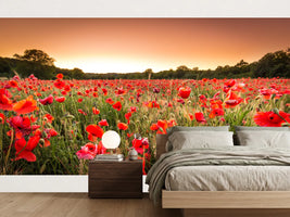 photo-wallpaper-sunset-over-a-field-of-poppies