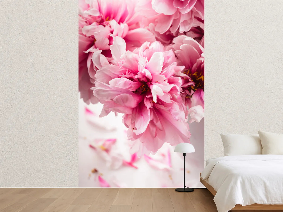 photo-wallpaper-peonies