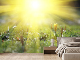 photo-wallpaper-flowery-meadow