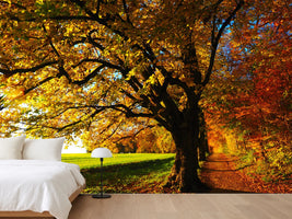 photo-wallpaper-trees-in-the-autumn