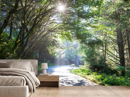 photo-wallpaper-sunny-forest-path