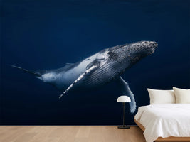 photo-wallpaper-humpback-whale-in-blue-x