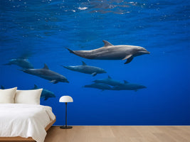 photo-wallpaper-dolphins-x