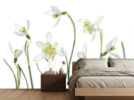 photo-wallpaper-spring-snowdrops
