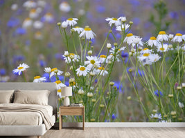 photo-wallpaper-wild-flower-meadow