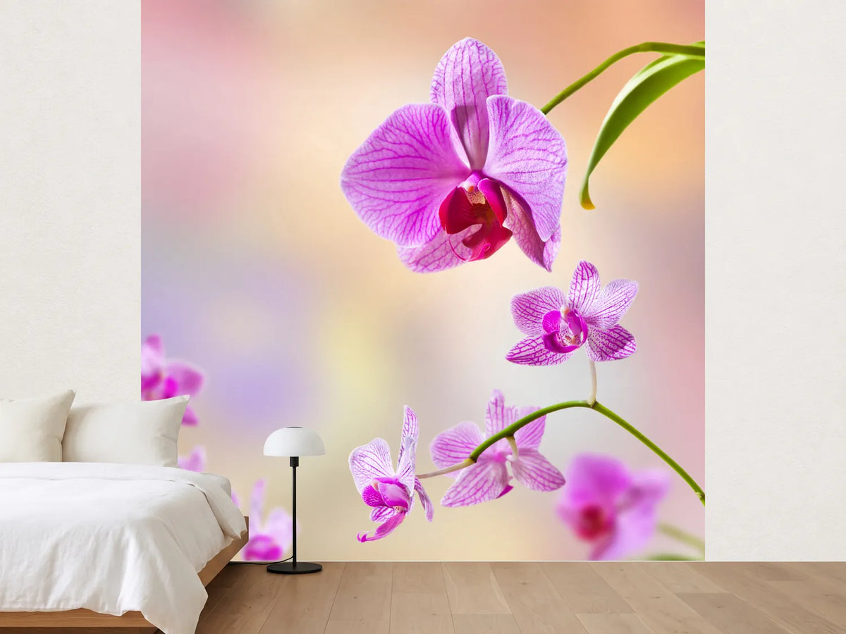 photo-wallpaper-romantic-orchids