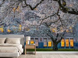 photo-wallpaper-morning-at-university-of-washington-x