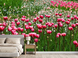 photo-wallpaper-wild-tulip-field